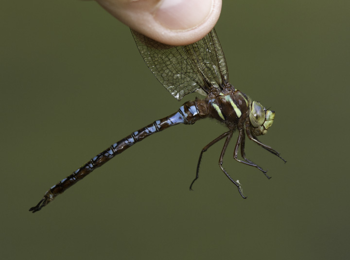 A Springtime Darner in Allegany Co., Maryland (6/4/2011). Photo by Bill Hubick.