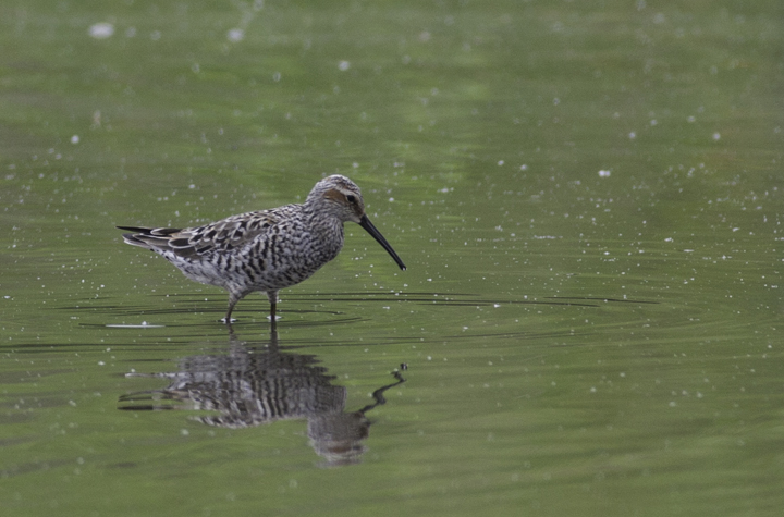 A Stilt Sandpiper in Prince George's Co., Maryland (5/16/2009). Photo by Bill Hubick.