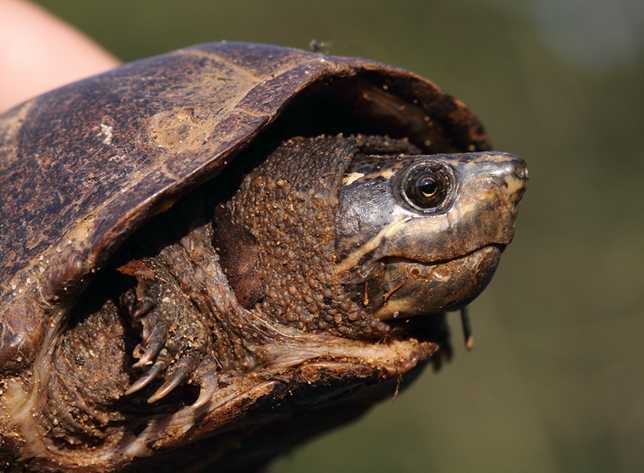 A Stinkpot, or Musk Turtle, at Tuckahoe State Park, Queen Anne's Co., Maryland (6/19/2010). Photo by Bill Hubick.
