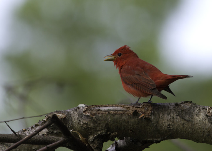 A Summer Tanager sings on territory near Jug Bay in Anne Arundel Co., Maryland (5/7/2011). Photo by Bill Hubick.