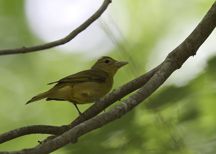 A Summer Tanager near Dividing Creek in Somerset Co., Maryland (5/11/2011). Photo by Bill Hubick.