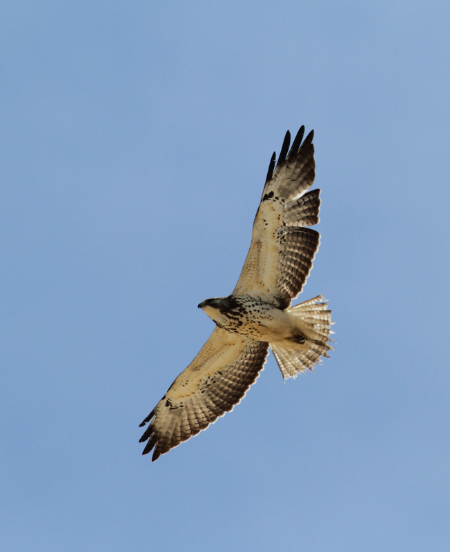 A Swainson's Hawk soars over the Everglades near Lucky Hammock, Florida (2/26/2010). Photo by Bill Hubick.