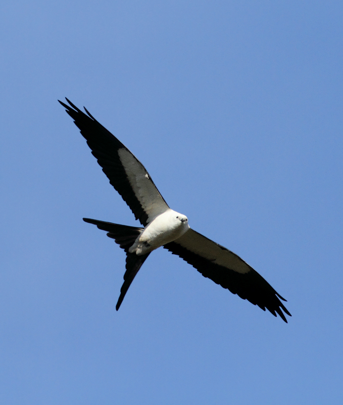 The vanguard of Swallow-tailed Kites returning to the Everglades Photo by Bill Hubick.