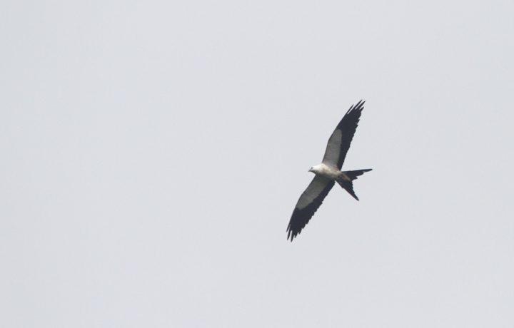 A Swallow-tailed Kite soars over the hills near El Valle, Panama (7/13/2010). Photo by Bill Hubick.
