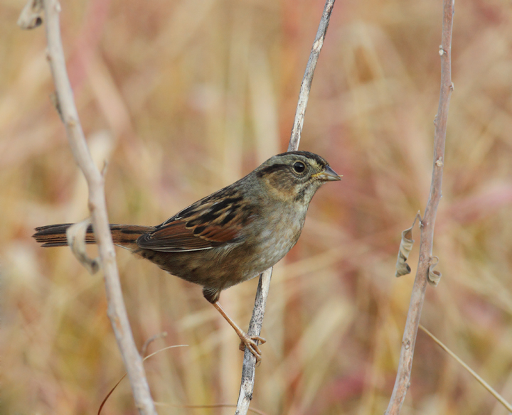 A Swamp Sparrow in southern Worcester Co., Maryland (10/26/2010). Photo by Bill Hubick.