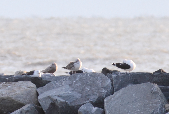 A first-cycle Thayer's Gull roosting among Great Black-backed Gulls at the Ocean City Inlet, Maryland (12/5/2010). Photo by Bill Hubick.