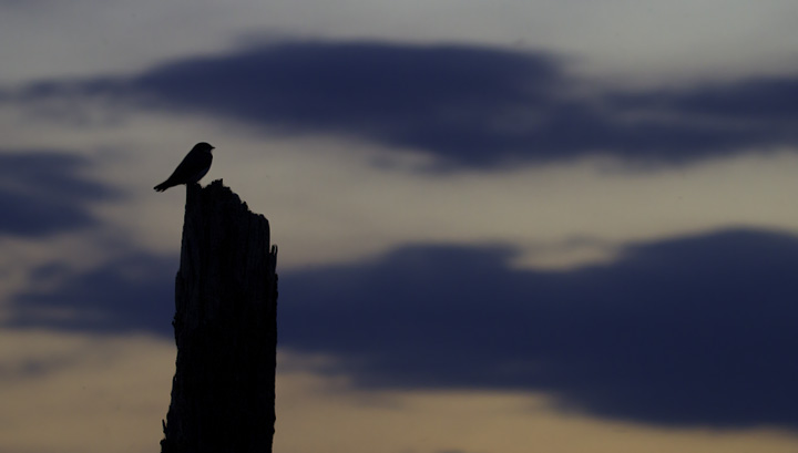A Tree Swallow silhouetted against the setting sun in Anne Arundel Co., Maryland (5/7/2011). Photo by Bill Hubick.