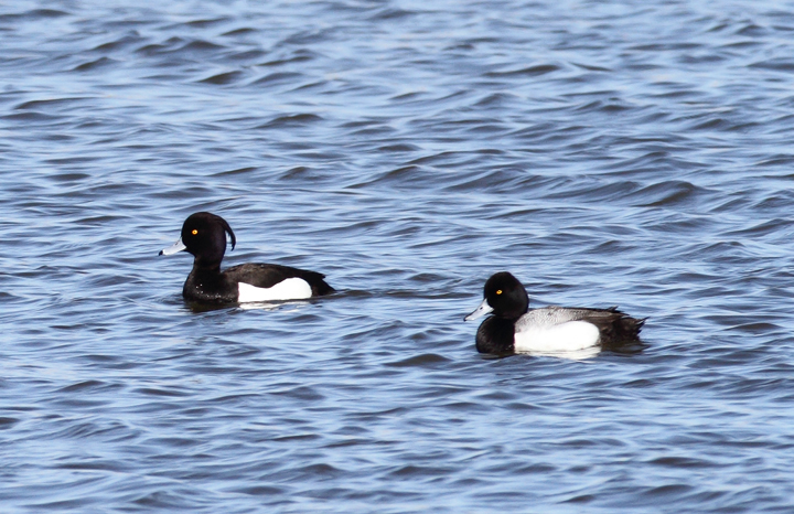 Above and below: A stunning adult male Tufted Duck found by Ron Gutberlet - Kent Narrows, Maryland (3/16/2010). This is only Maryland's fifth record of the species. Photo by Bill Hubick.