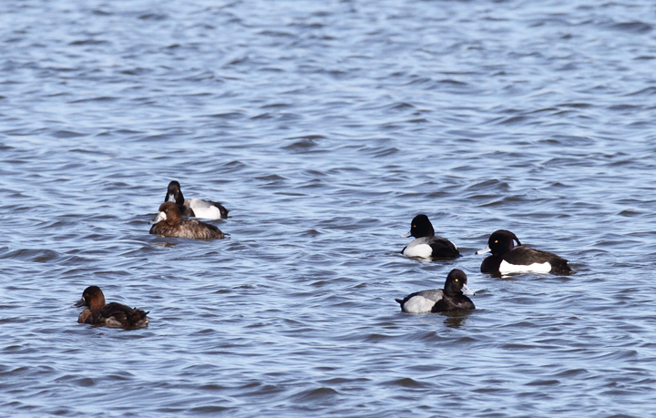 Above and below: A stunning adult male Tufted Duck found by Ron Gutberlet - Kent Narrows, Maryland (3/16/2010). This is only Maryland's fifth record of the species. Photo by Bill Hubick.