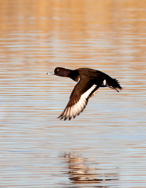 Above and below: A stunning adult male Tufted Duck found by Ron Gutberlet - Kent Narrows, Maryland (3/16/2010). This is only Maryland's fifth record of the species. Photo by Bill Hubick.