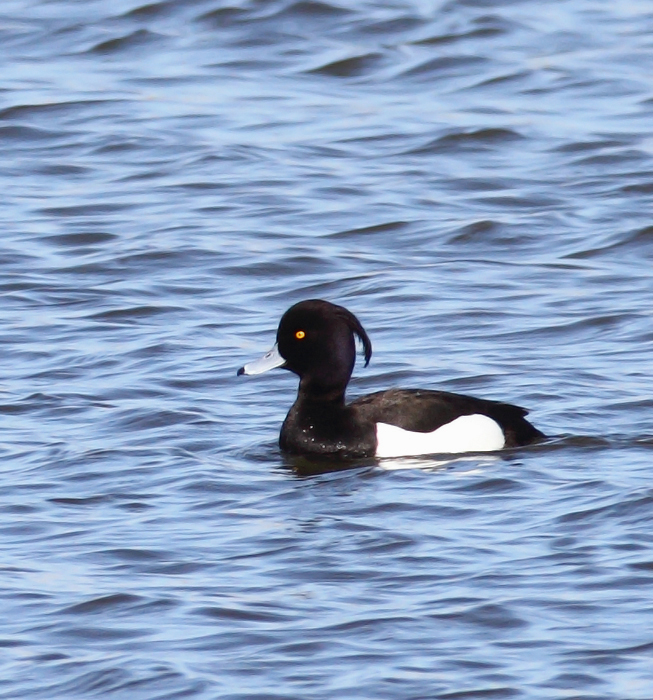 Above and below: A stunning adult male Tufted Duck found by Ron Gutberlet - Kent Narrows, Maryland (3/16/2010). This is only Maryland's fifth record of the species. Photo by Bill Hubick.