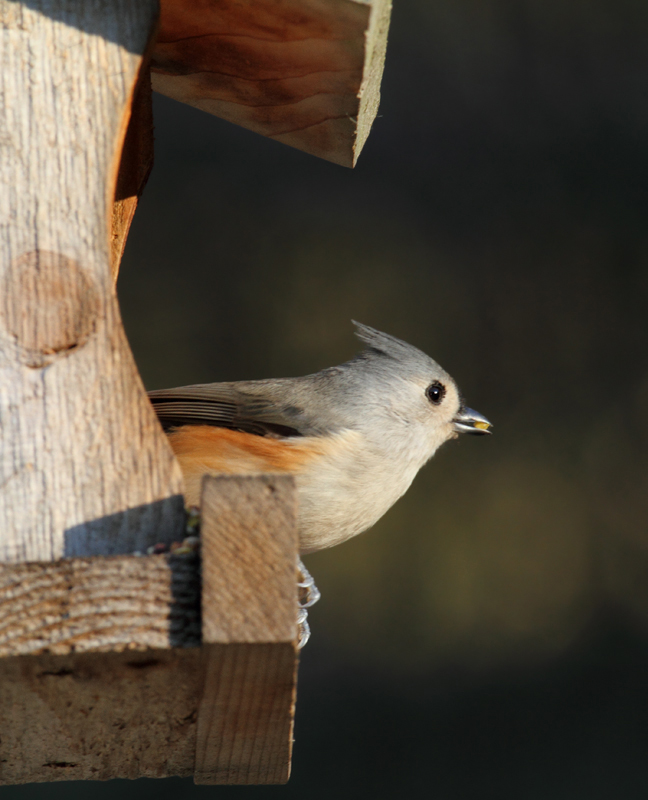A Tufted Titmouse at Eden Mill Park, Harford Co., Maryland (11/7/2010). Banded. Photo by Bill Hubick.
