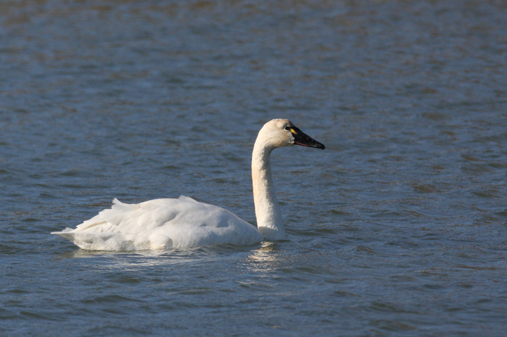 A Tundra Swan at Point Lookout State Park, Maryland (1/1/2009). Photo by Bill Hubick.