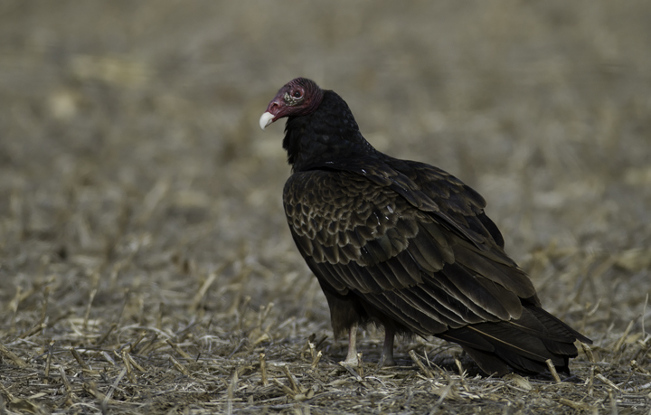A Turkey Vulture waits its turn near a deer carcass in Cecil Co., Maryland (2/20/2011). Photo by Bill Hubick.