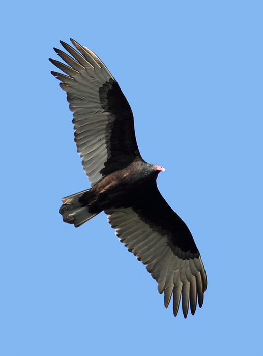 A Turkey Vulture over Eastern Neck NWR, Maryland (11/22/2009).