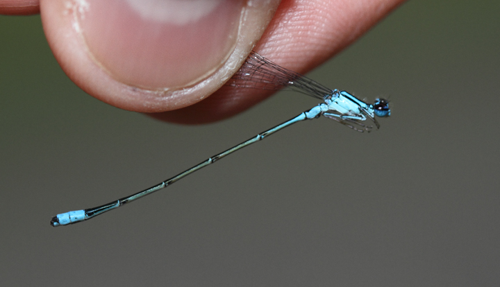A Turquoise Bluet in Charles Co., Maryland (6/6/2010). Photo by Bill Hubick.