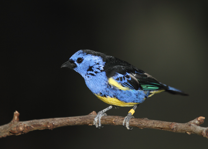 Turquoise Tanager - Rainforest exhibit at the National Aquarium (12/31/2009). Photo by Bill Hubick.