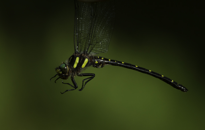 A Twin-spotted Spiketail in Garrett Co., Maryland (6/12/2011). Photo by Bill Hubick.