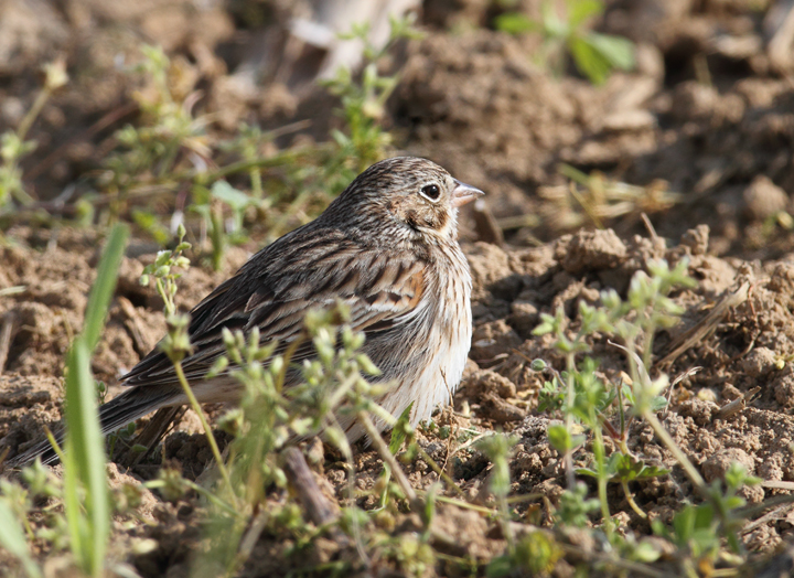 A Vesper Sparrow on territory in rural Caroline Co., Maryland (4/17/2010). Photo by Bill Hubick.