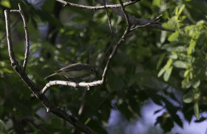 A Warbling Vireo gathers nesting material in northern Anne Arundel Co., where this species is a very local nester (5/7/2011). Photo by Bill Hubick.