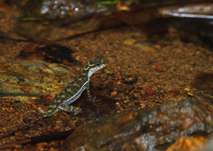 A Water Anole (<em>Anolis aquaticus</em>) in eastern Panama (August 2010). Photo by Bill Hubick.