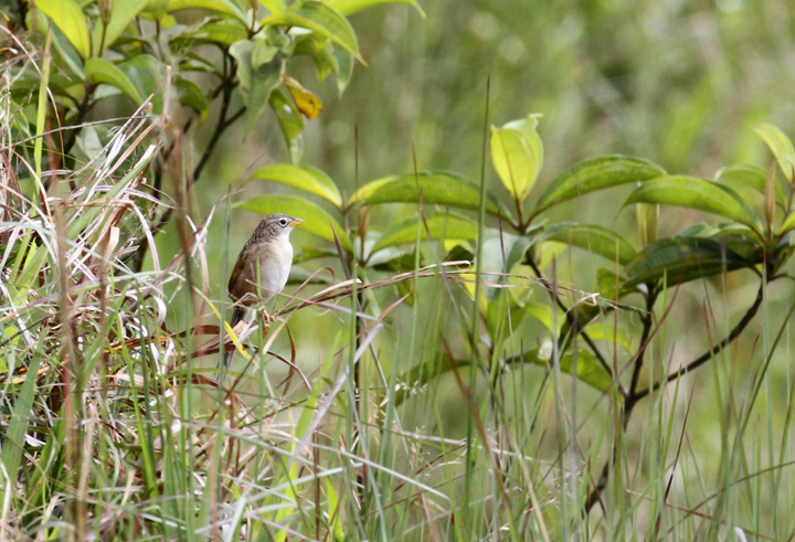 A Wedge-tailed Grass-finch singing from its hilltop territory (Las Mozas, Panama, 7/11/2010). Photo by Bill Hubick.