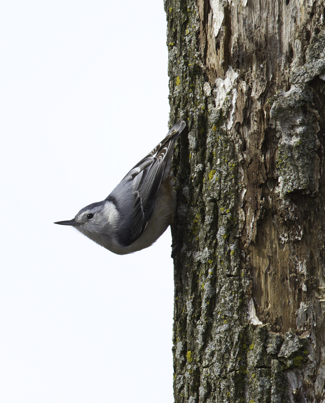 A White-breasted Nuthatch in Kent Co., Maryland (2/20/2011). Photo by Bill Hubick.