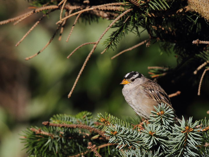 An adult White-crowned Sparrow at Ecola State Park, Oregon (9/3/2010). Photo by Bill Hubick.