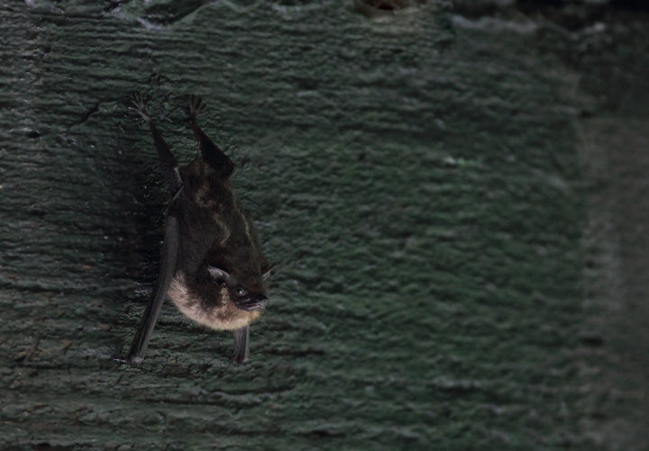 A White-lined Bat (presumed Greater) roosting under a bridge in central Panama (July 2010). Photo by Bill Hubick.
