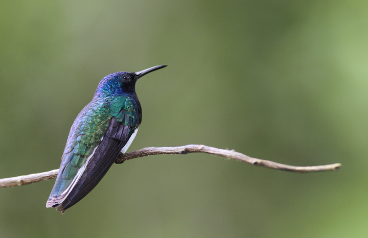 An adult White-necked Jacobin rests briefly at a favorite perch (Panama, July 2010). Photo by Bill Hubick.