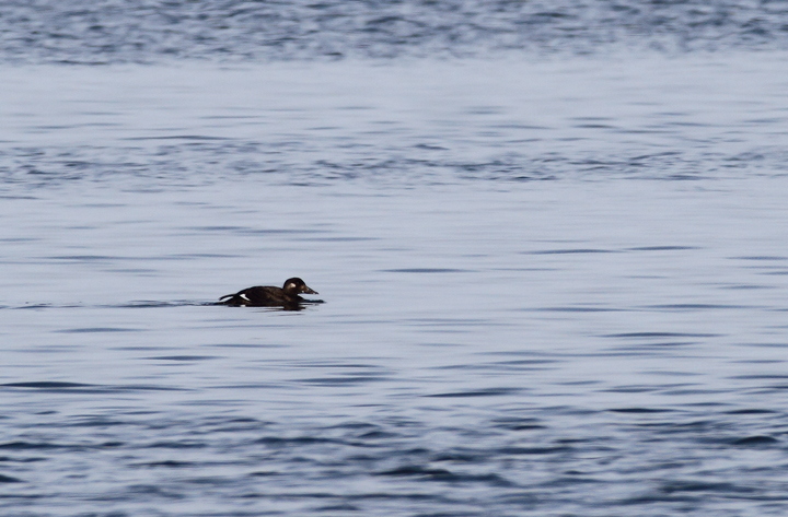 A White-winged Scoter hanging out just off Assateague Island, Maryland (11/7/2009).