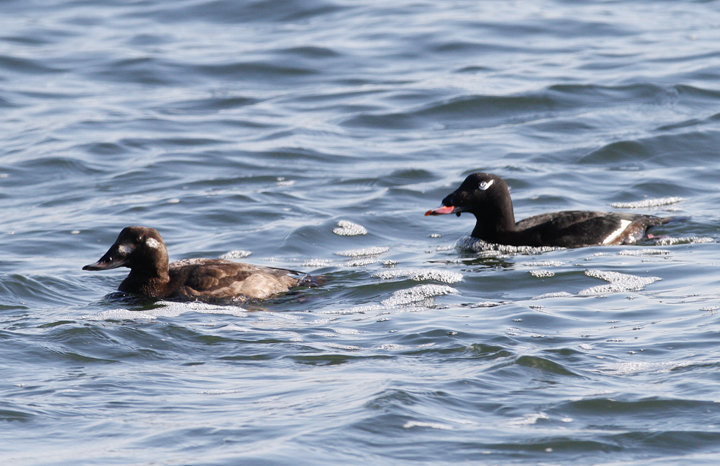 White-winged Scoters at the Ocean City Inlet, Maryland (1/9/2010). A party of actively feeding Surf Scoters in the background. Photo by Bill Hubick.