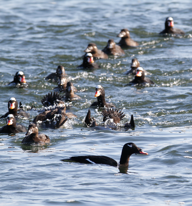 White-winged Scoters at the Ocean City Inlet, Maryland (1/9/2010). A party of actively feeding Surf Scoters in the background. Photo by Bill Hubick.