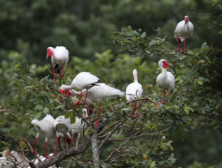 Breeding White Ibis amidst a large rookery near Chepo, Panama (7/10/2010).<br />Sixty or so White Ibis were drawn in among the 600+ (probably many more) Cattle Egrets nesting here.  Photo by Bill Hubick.
