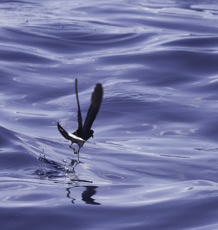 Wilson's Storm Petrels "dancing" as they forage off Cape Hatteras, North Carolina (5/29/2011). In the second image, note the yellow webbing between the toes! Photo by Bill Hubick.