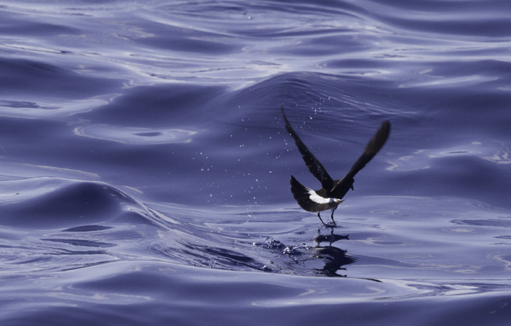 Wilson's Storm Petrels "dancing" as they forage off Cape Hatteras, North Carolina (5/29/2011). In the second image, note the yellow webbing between the toes! Photo by Bill Hubick.