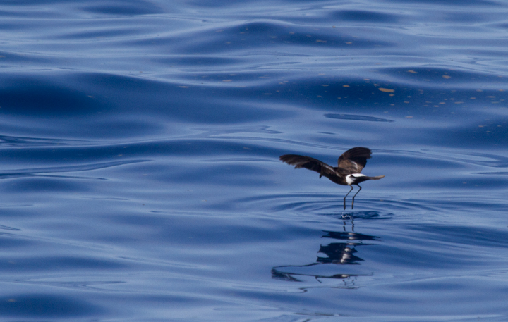 A collection of Wilson's Storm-Petrel images from off Cape Hatteras, North Carolina (5/28/2011). Photo by Bill Hubick.