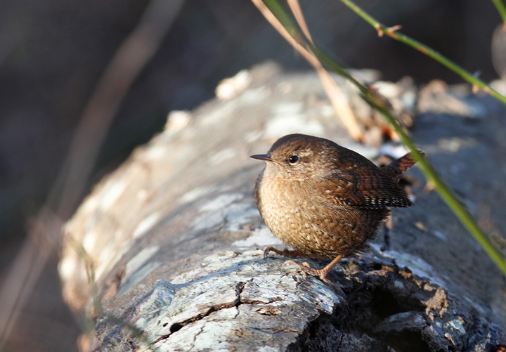 A Winter Wren in St. Mary's Co., Maryland (1/3/2010). Photo by Bill Hubick.