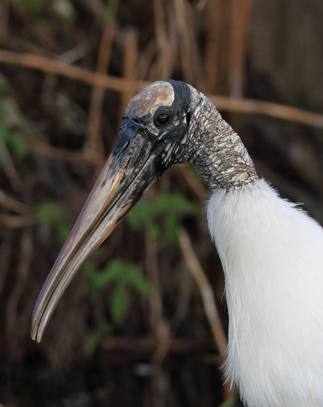 A Wood Stork - one of my personal favorites - poses for a portrait in the Everglades (2/26/2010). Photo by Bill Hubick.