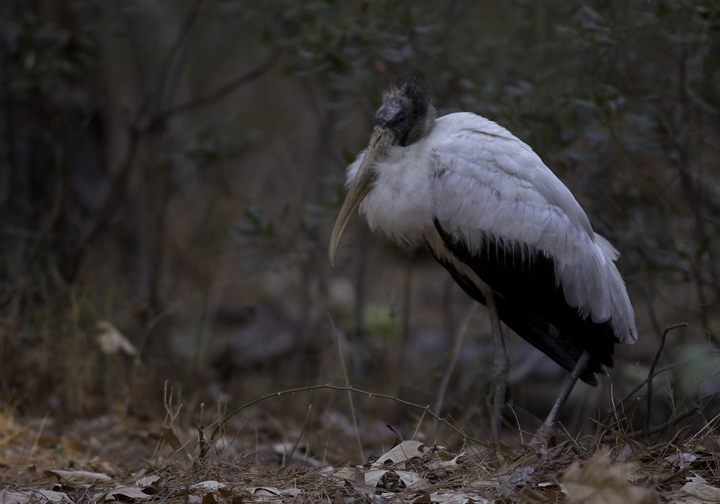 A Wood Stork at Point Lookout SP, Maryland - the state's first winter record! (Observed 2/16 to 2/19/2011) Photo by Bill Hubick.