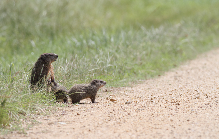 A family of Groundhogs considers a road crossing in Charles Co., Maryland (6/6/2010). Photo by Bill Hubick.