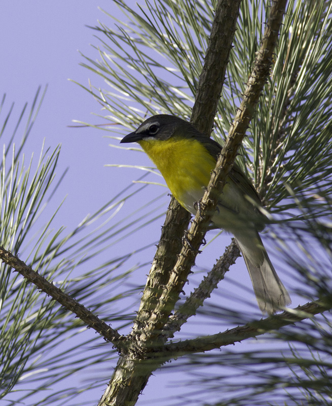 A Yellow-breasted Chat sings from high in a loblolly in the Nassawango area of Wicomico Co., Maryland (5/11/2011). This is definitely among the most entertaining species to watch peform. With each minute spent observing, your certainty that this can't be a warbler increases. Photo by Bill Hubick.