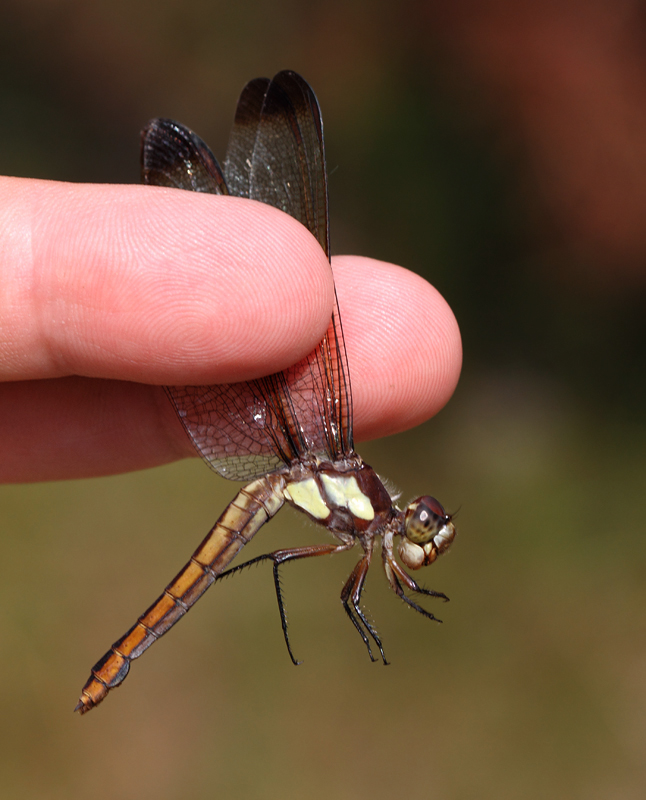 A female Yellow-sided Skimmer in Caroline Co., Maryland (6/26/2010). Photo by Bill Hubick.