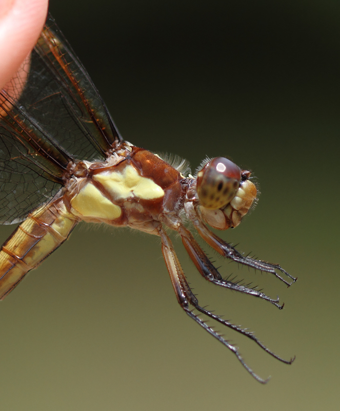 A female Yellow-sided Skimmer in Caroline Co., Maryland (6/26/2010). Photo by Bill Hubick.