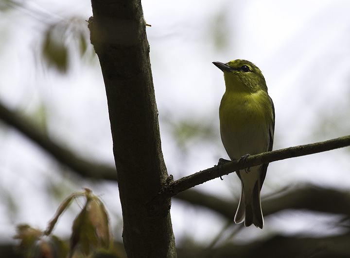 A Yellow-throated Vireo in Calvert Co., Maryland (4/23/2011). Photo by Bill Hubick.