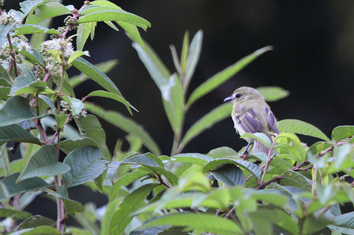 A Yellow Tyrannulet outside of El Valle, Panama (7/11/2010). Photo by Bill Hubick.